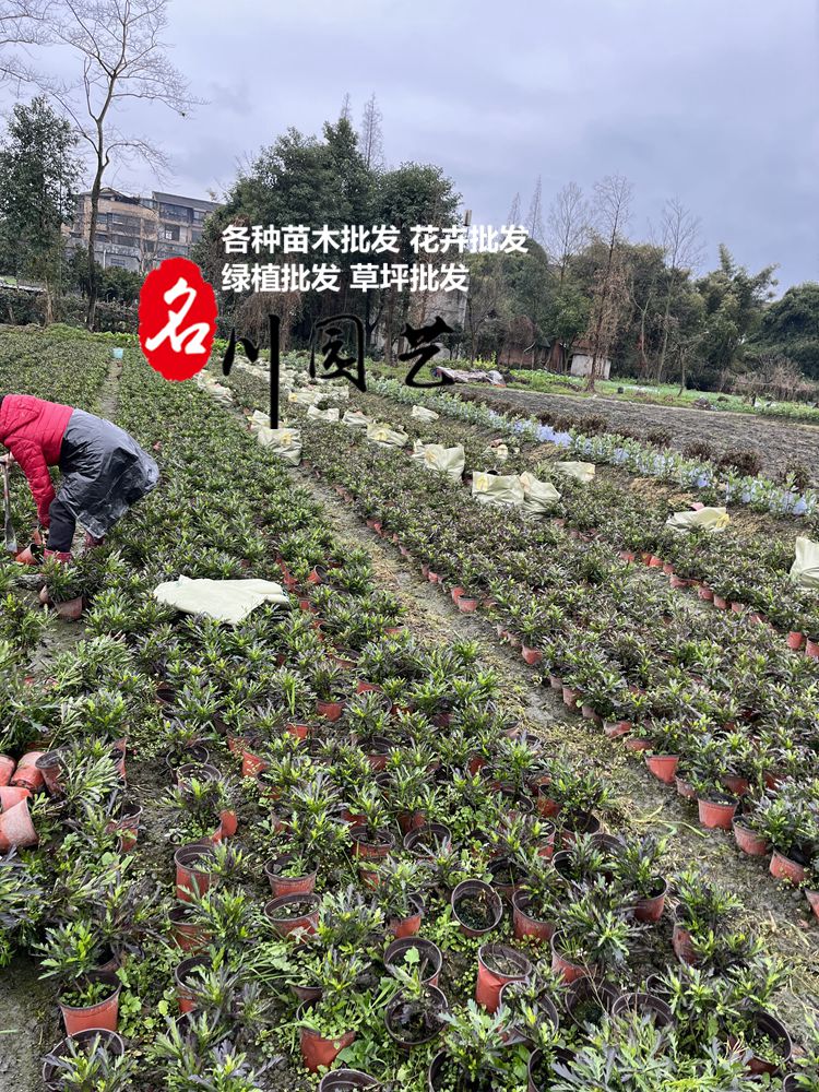 2月18日龍泉客戶采購的木春菊裝車發(fā)貨了