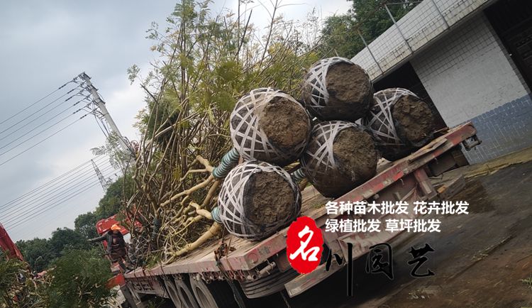 2月19日南充客戶采購的藍花楹裝車發(fā)貨了