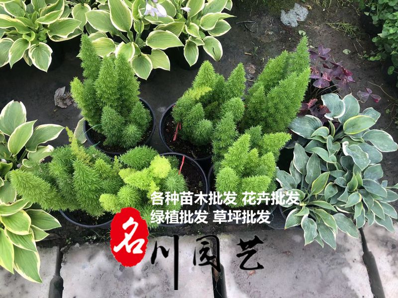 5月27日雅安客戶采購(gòu)的苗木裝車了,雅安草花批發(fā)