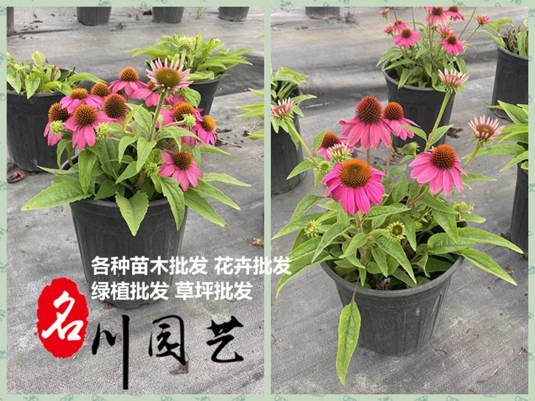 6月16日重慶客戶采購(gòu)的花鏡植物裝車發(fā)貨了,重慶花鏡植物批發(fā)