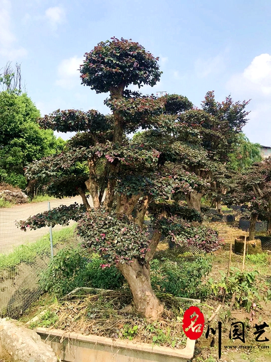 造型紅花繼木