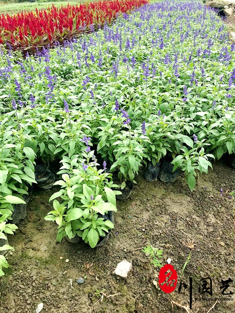 藍花鼠尾草種子幾月播種最好？