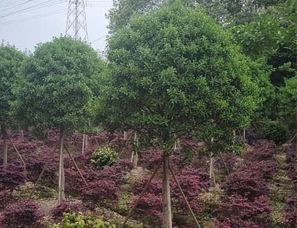 大葉黃楊樹(shù)