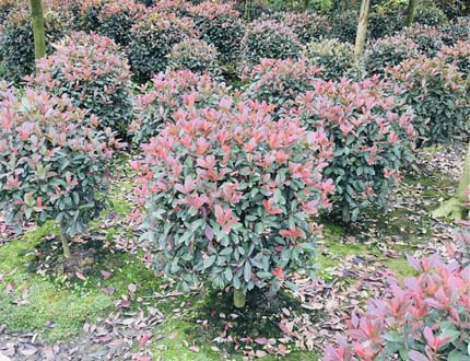 紅葉石楠球_球形植物批發(fā)_郫縣紅葉石楠球基地