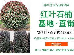 為什么紅葉石楠是園林綠化設(shè)計師們的寵兒？