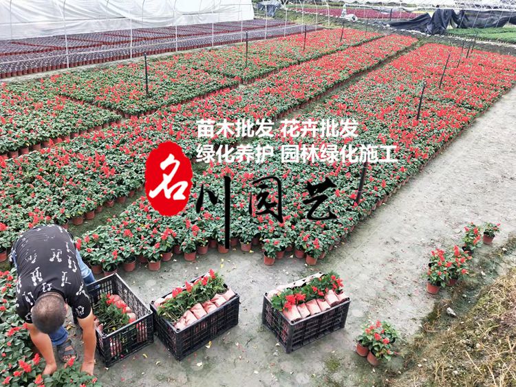 9月3日重慶客戶采購的一串紅,玻璃海棠已發(fā)貨