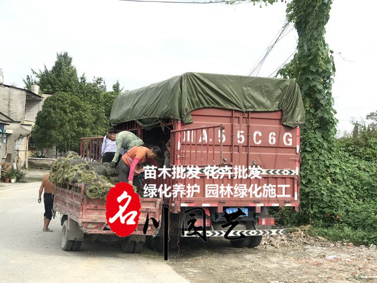 9月27日成都客戶購買的臺(tái)灣二號(hào)草坪已裝車