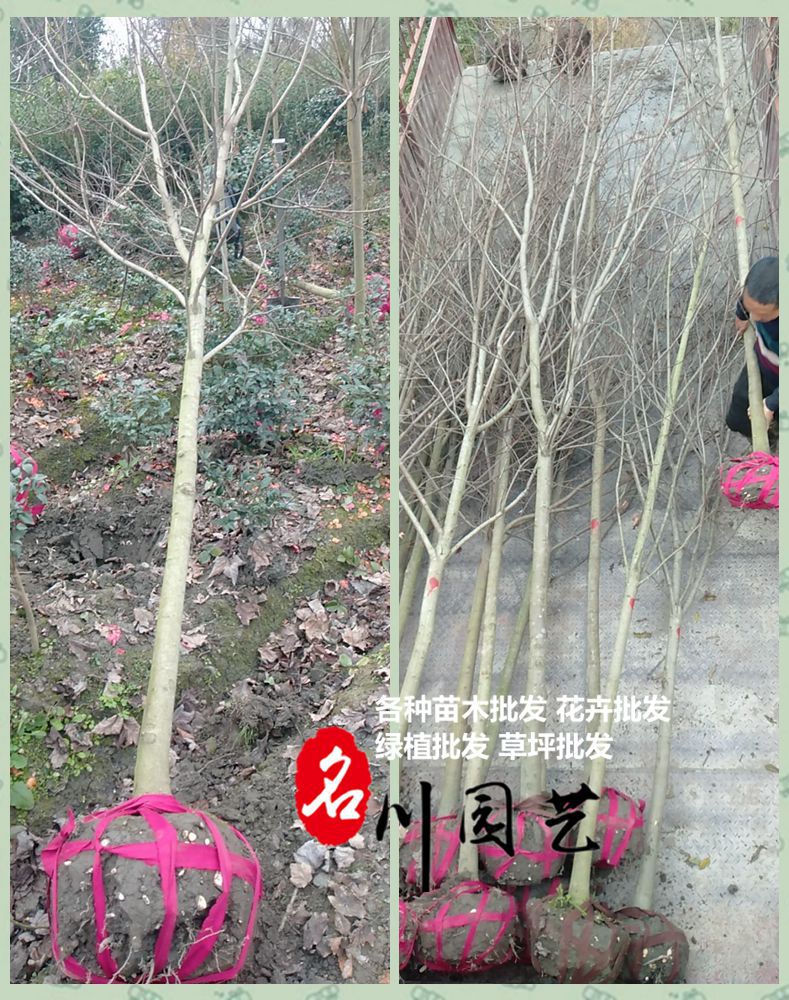 11月29日威遠(yuǎn)客戶采購的美國紅楓裝車發(fā)貨了,美國紅楓批發(fā)